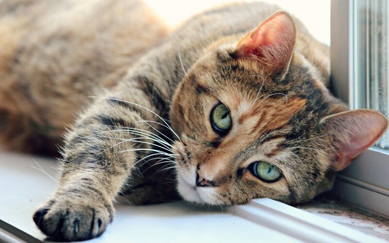 Tabby Cat on Windowsill — Brown, Calm, Morning, Photograph, Window