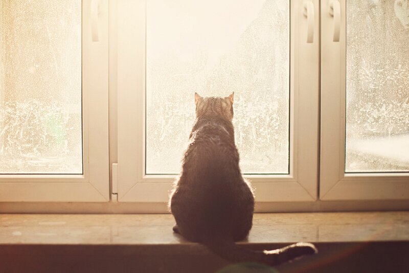 Tabby Cat on Windowsill — Brown, Calm, Morning