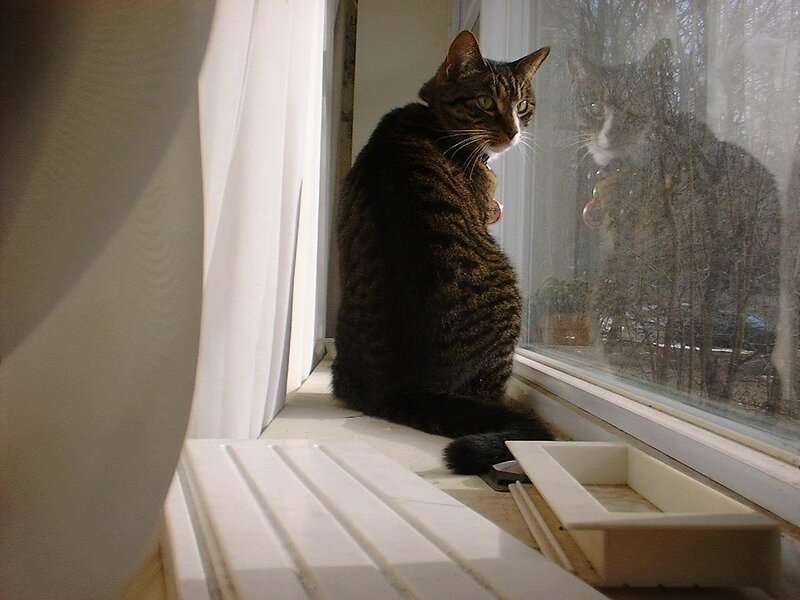 Tabby Cat on Windowsill — Brown, Calm