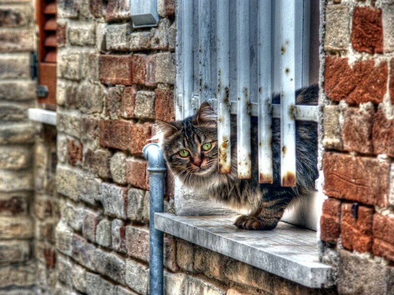 Tabby Cat on Windowsill — Brown, Curious