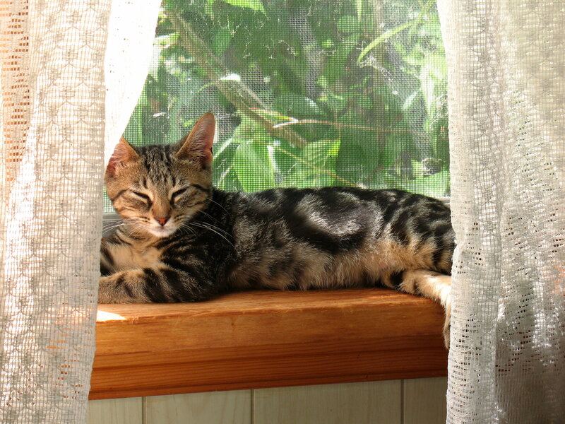 Tabby Cat on Windowsill — Brown, Serene, Afternoon