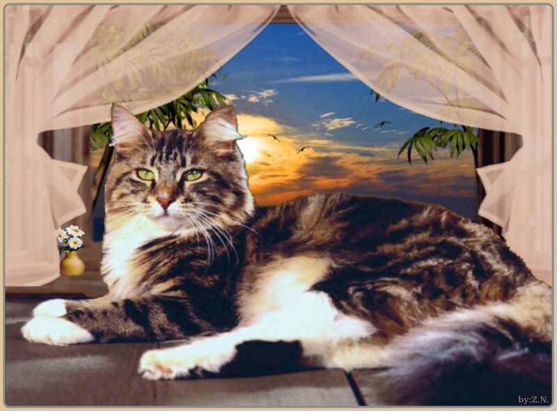 Tabby Cat on Windowsill — Brown, Serene, Sunset
