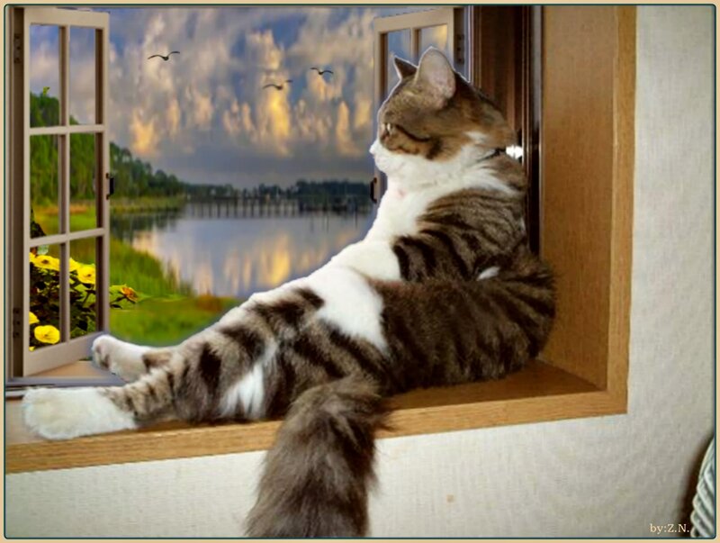 Tabby Cat on Windowsill — Brown, Serene