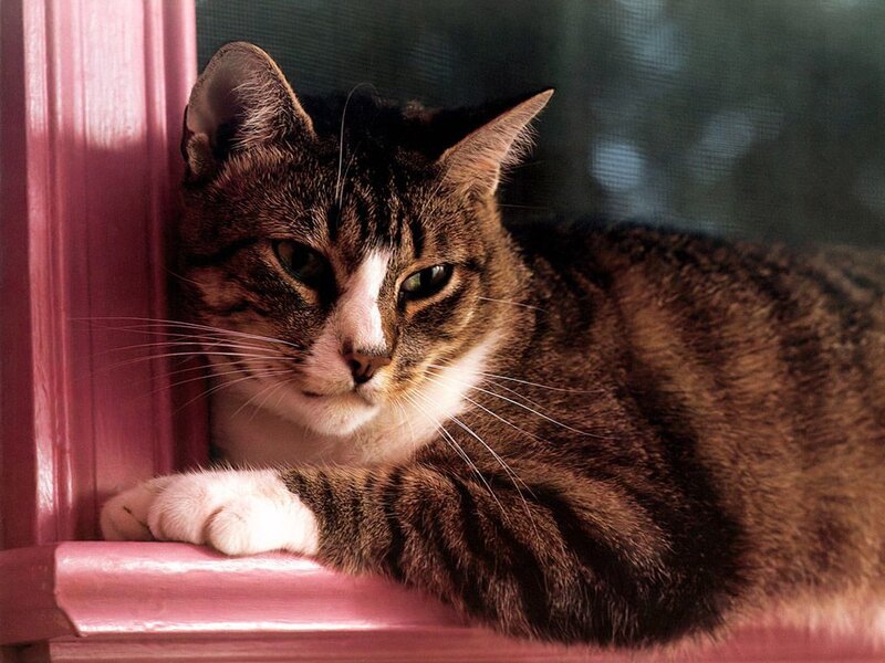 Tabby Cat on Windowsill — Brown