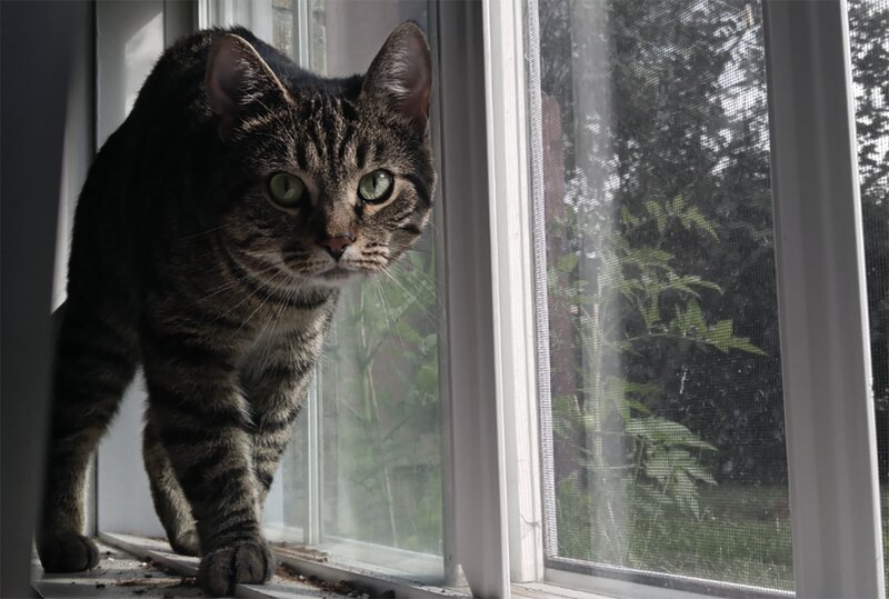 Tabby Cat on Windowsill — Gray, Alert