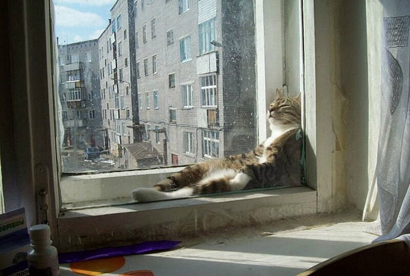 Tabby Cat on Windowsill — Gray, Calm