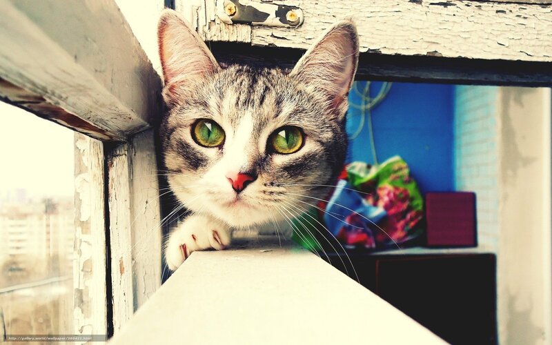 Tabby Cat on Windowsill — Gray, Curious, Afternoon, Photograph