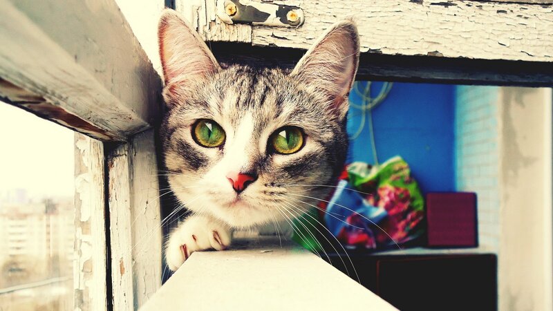 Tabby Cat on Windowsill — Gray, Curious, Afternoon, Photograph, Window Frame, Bag