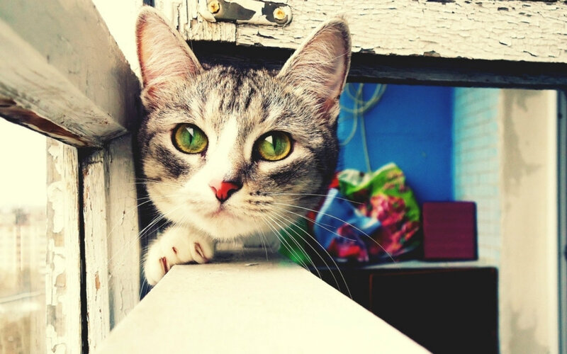 Tabby Cat on Windowsill — Gray, Curious, Photograph, Window Frame