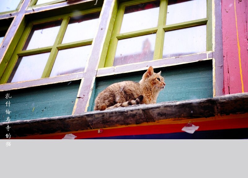 Tabby Cat on Windowsill — Green, Calm