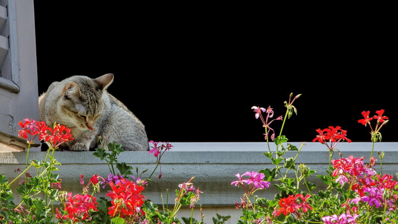 Tabby Cat on Windowsill — Red, Calm
