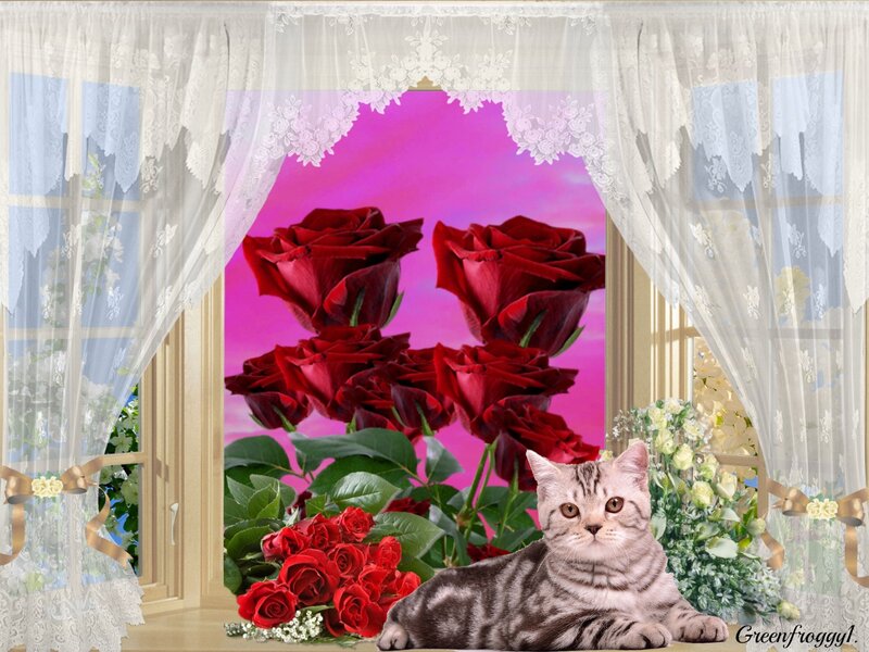 Tabby Cat on Windowsill — Red