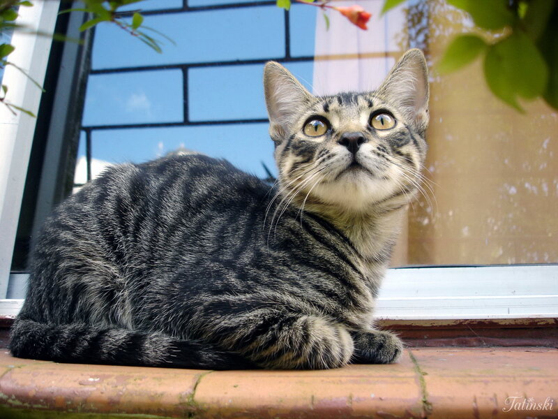 tabby cat on windowsill