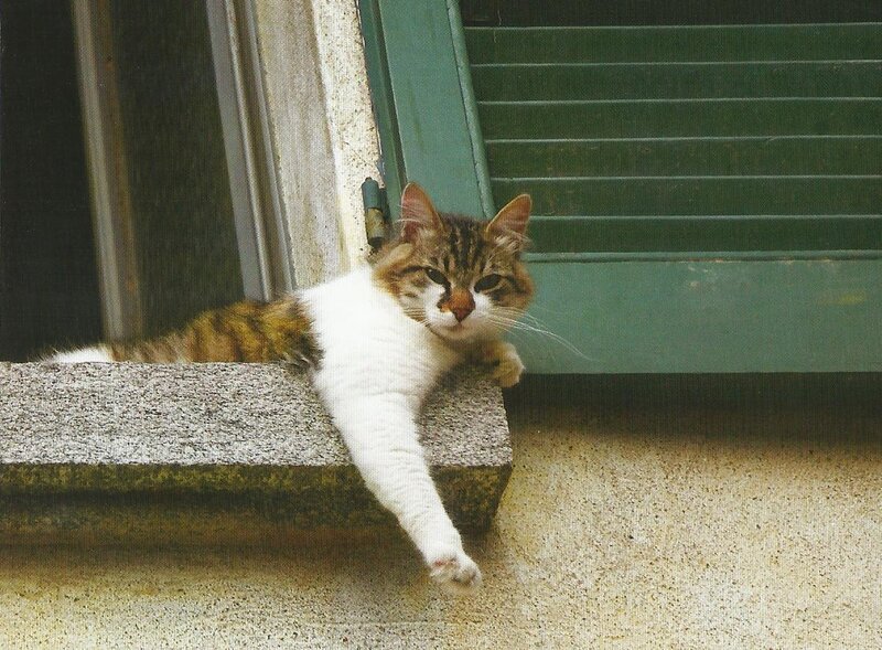 Tabby Cat on Windowsill — White, Calm