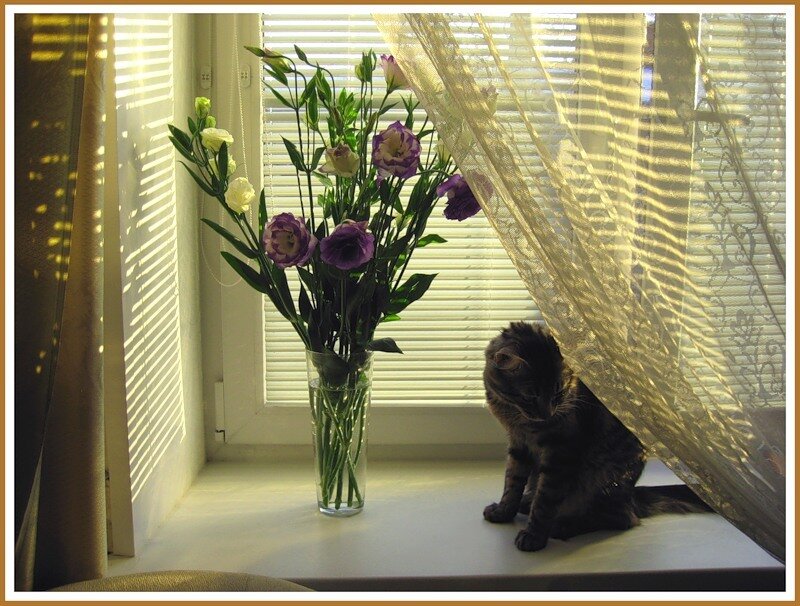 Tabby Cat on Windowsill — White
