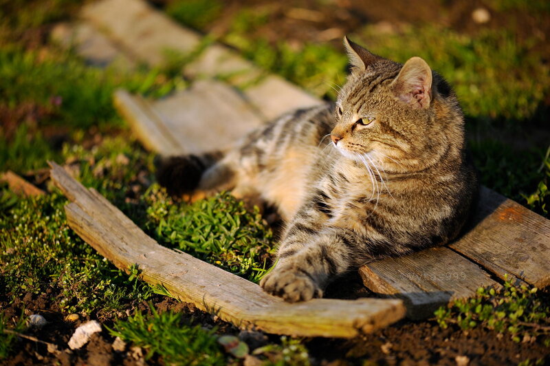 Tabby Cat on Wood — Brown, Calm, Afternoon