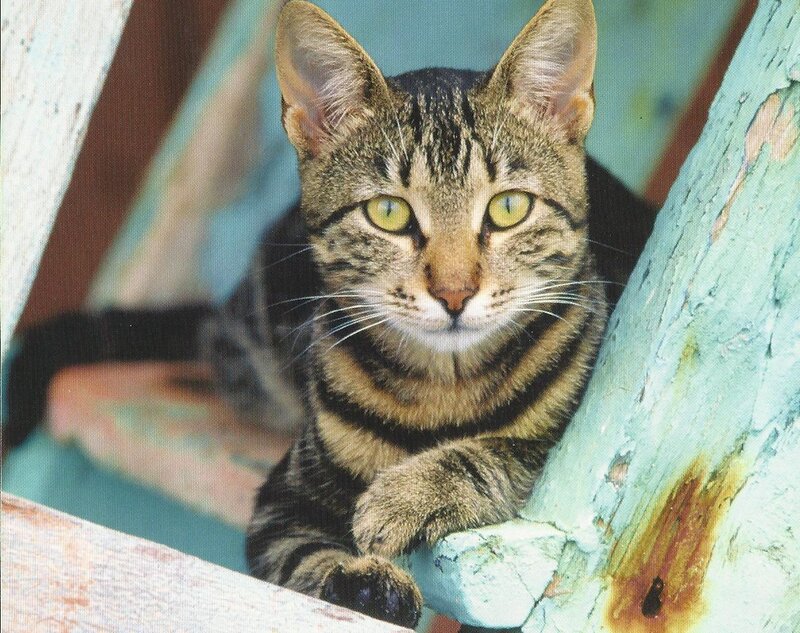 Tabby Cat on Wood — Brown, Calm, Photograph