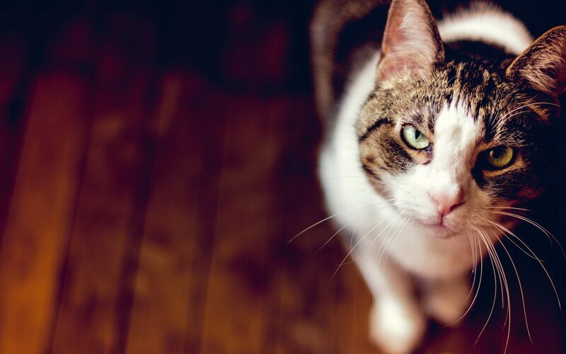Tabby Cat on Wood — Brown, Calm, Photograph, Wood Floor