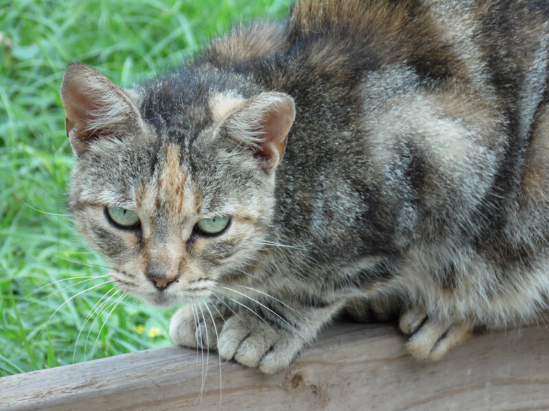 Tabby Cat on Wood — Brown, Calm