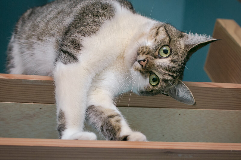 Tabby Cat on Wood — Brown, Curious