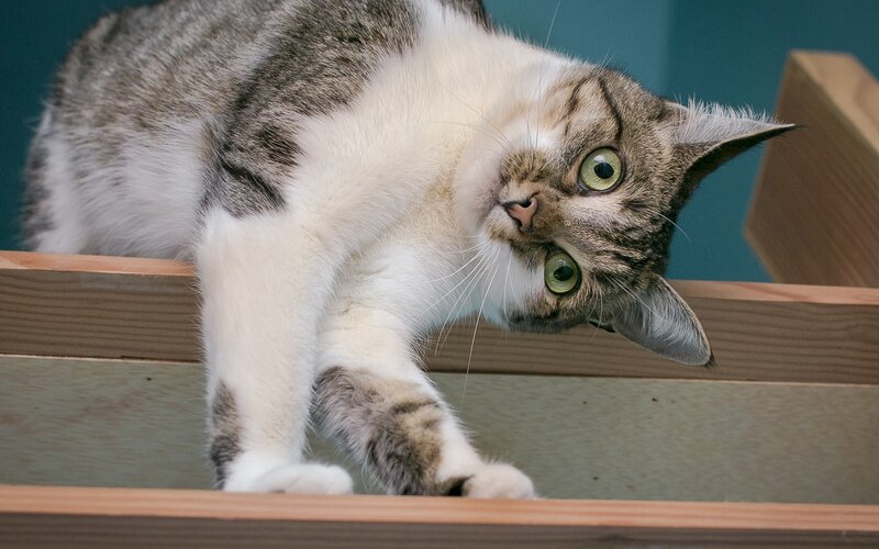 Tabby Cat on Wood — Gray, Curious