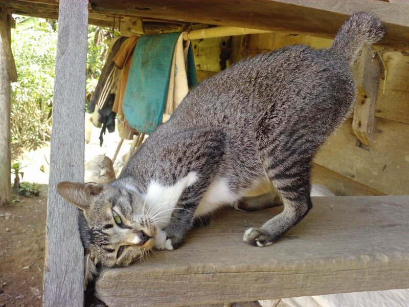 Tabby Cat on Wood — Gray