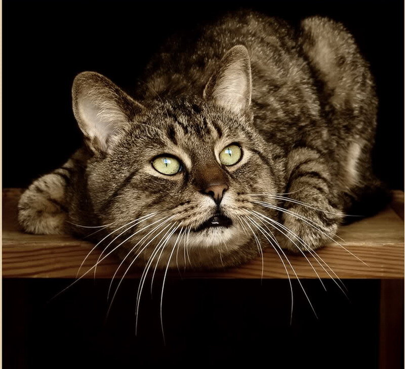 Tabby Cat on Wood
