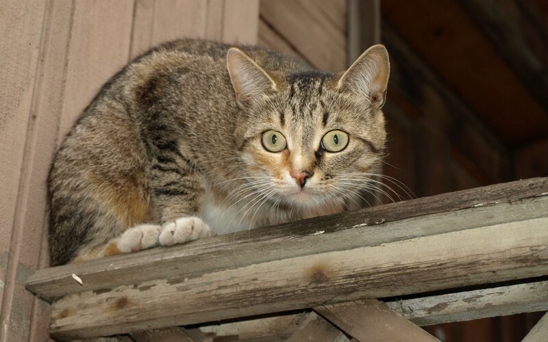tabby cat on wooden beam