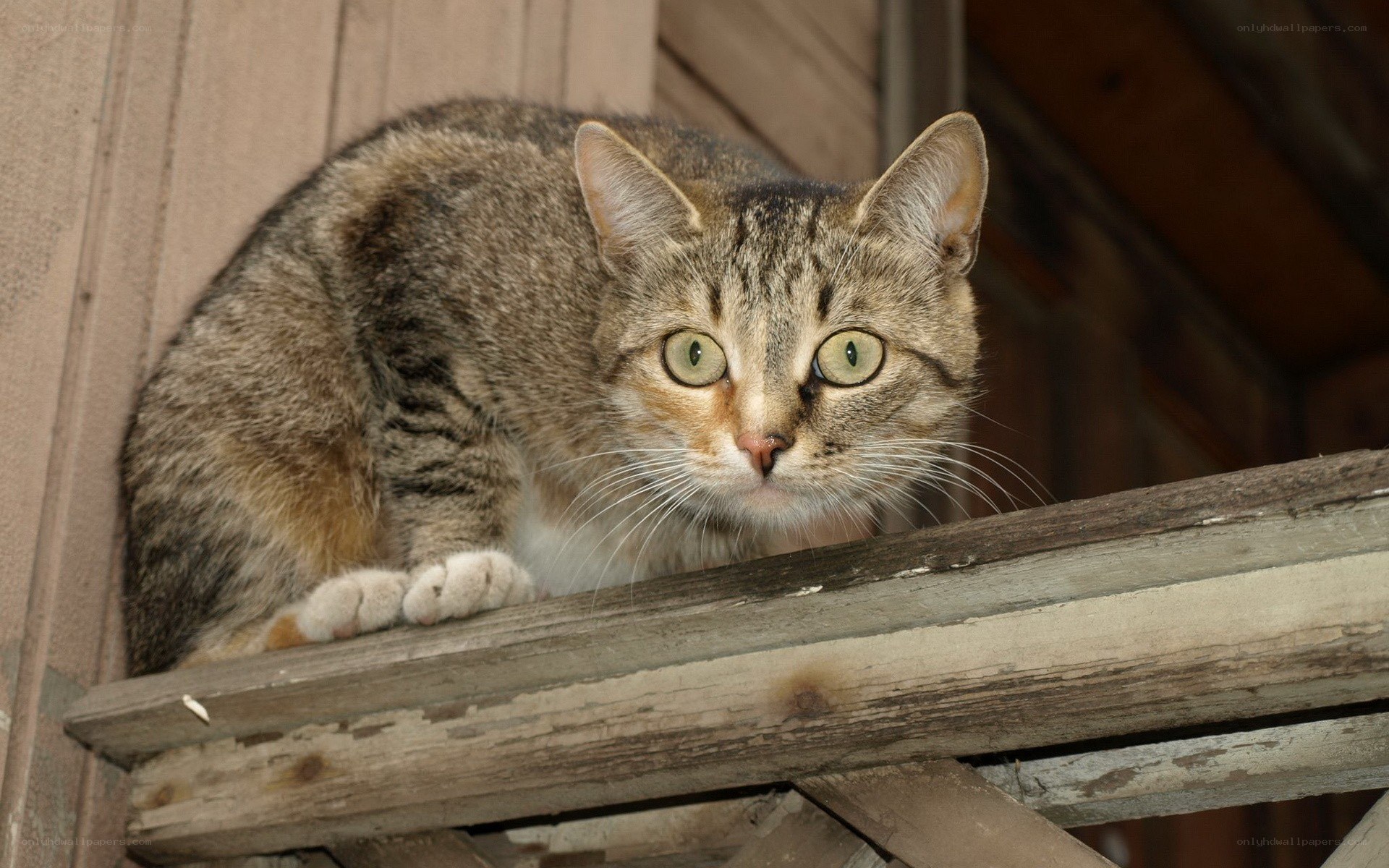 tabby cat on wooden beam