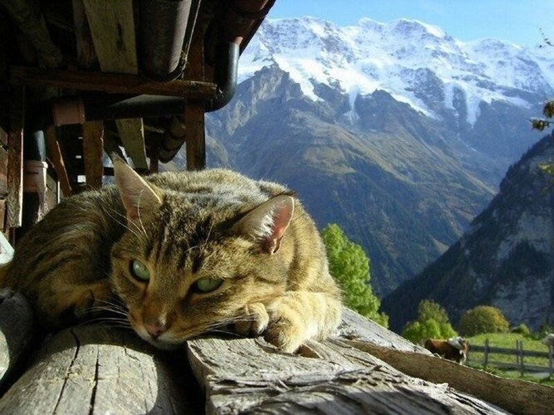 Tabby Cat on Wooden Beam — Brown, Serene