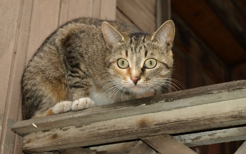 tabby cat on wooden beam
