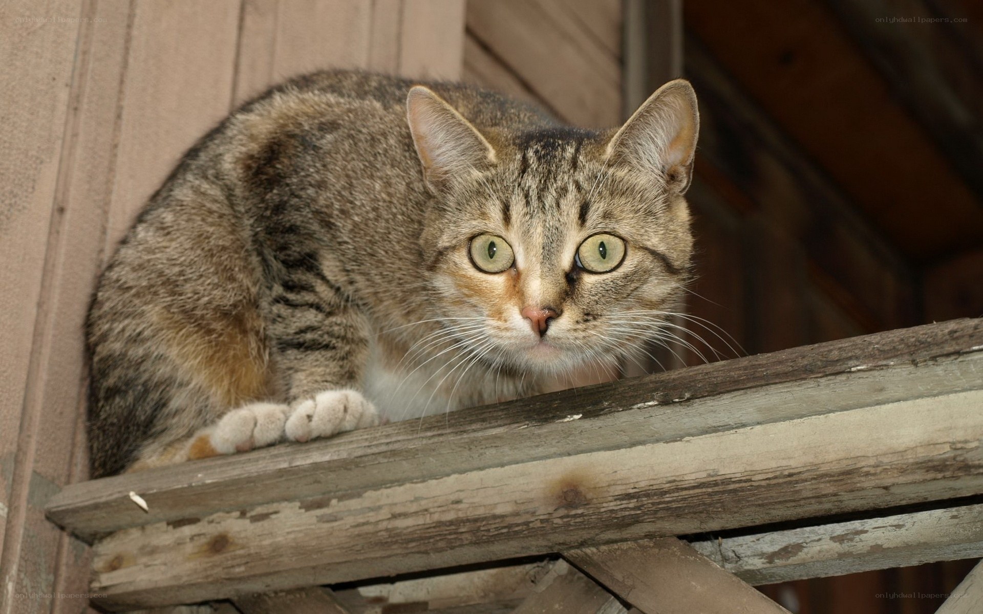 tabby cat on wooden beam