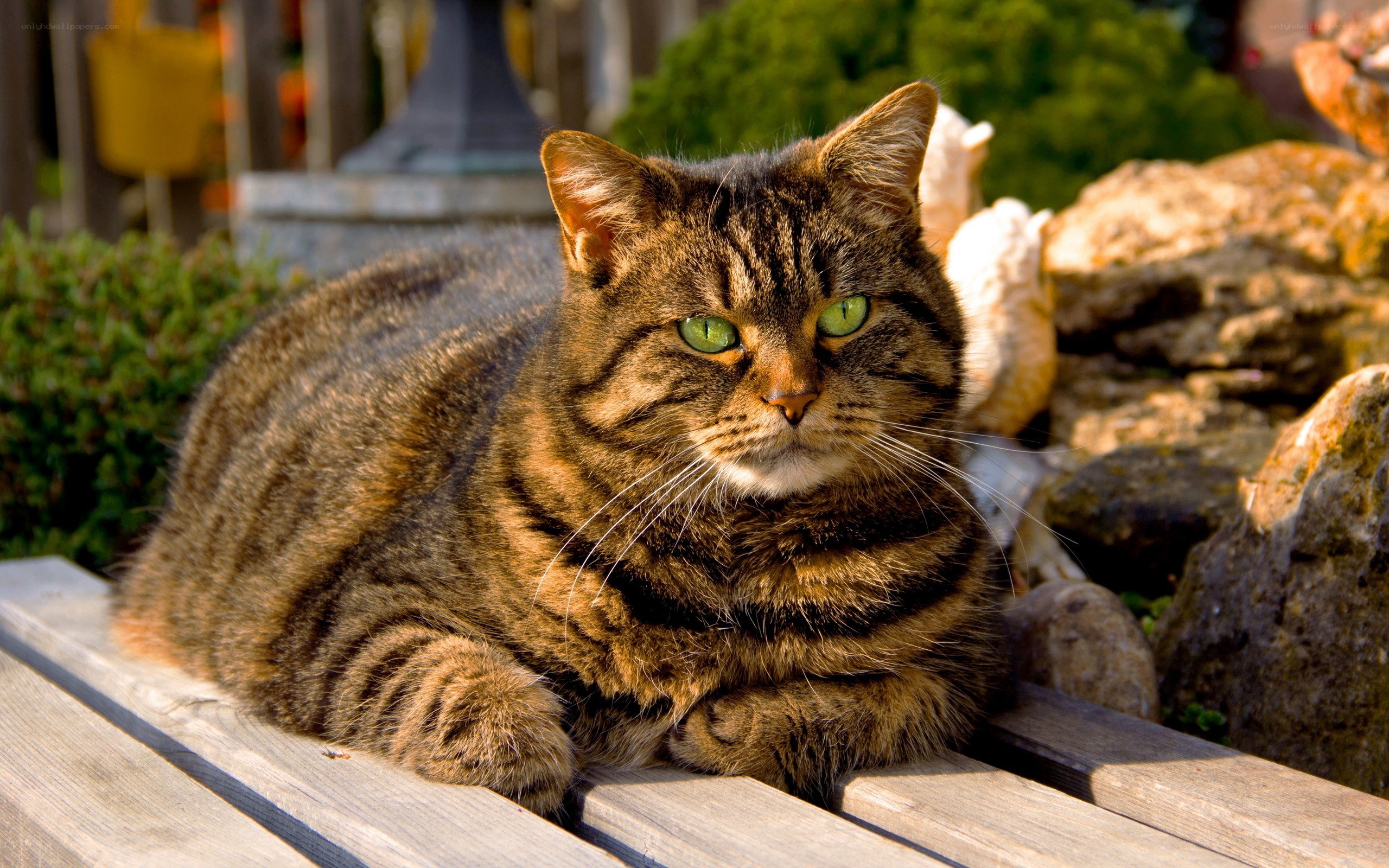 tabby cat on wooden bench