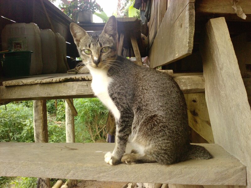 Tabby Cat on Wooden Bench — Gray
