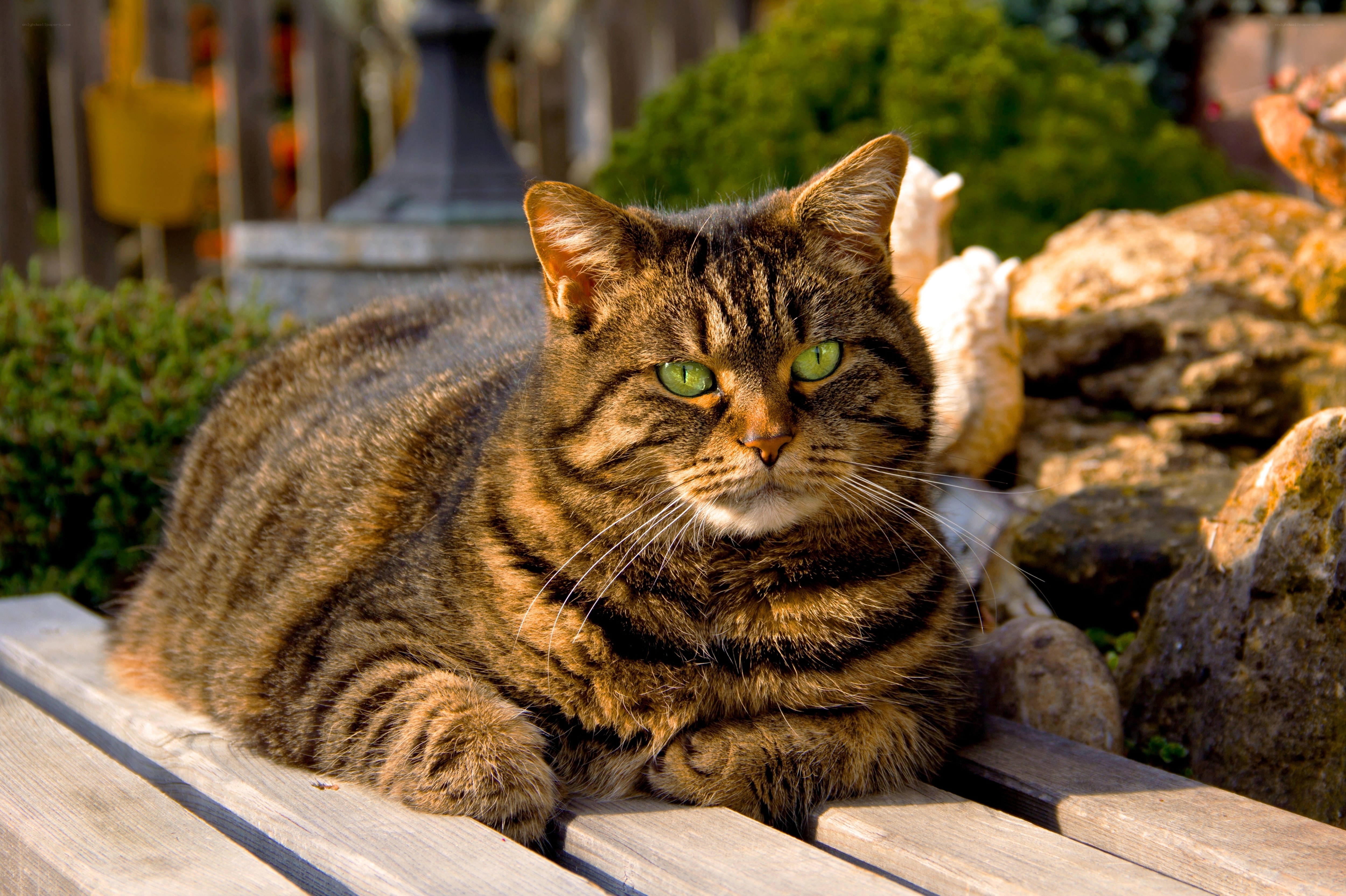 Tabby cat on wooden bench
