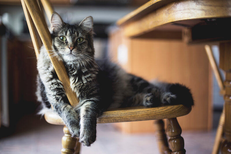 Tabby cat on wooden chair