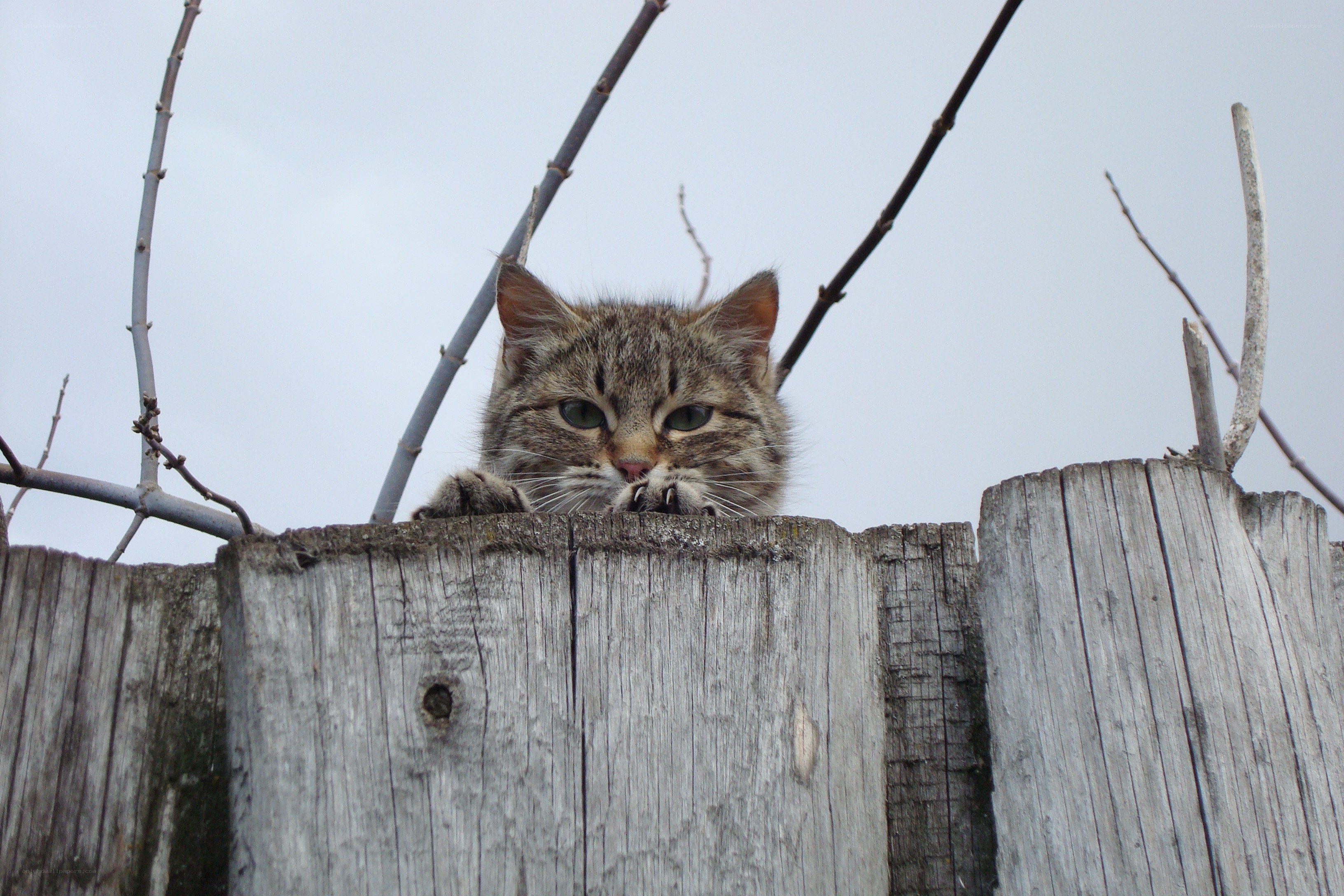 tabby cat on wooden fence