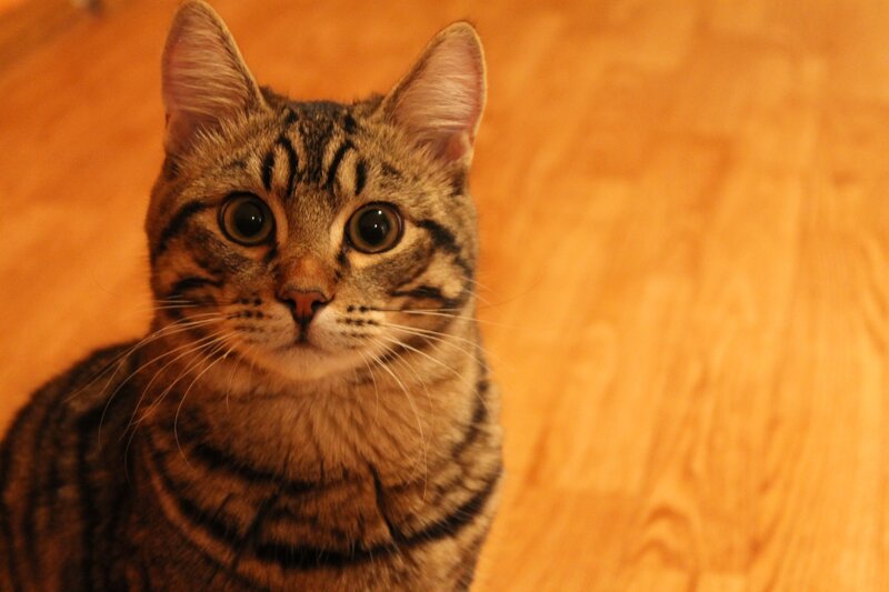 tabby cat on wooden floor