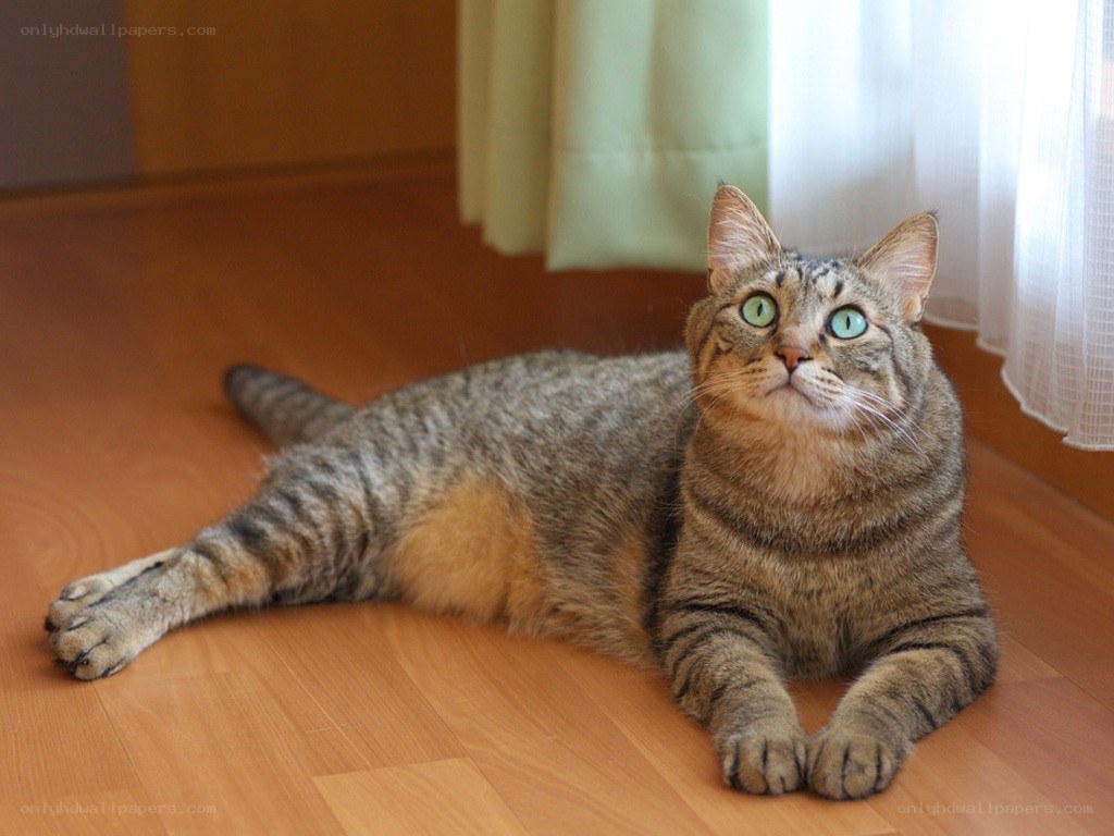tabby cat on wooden floor