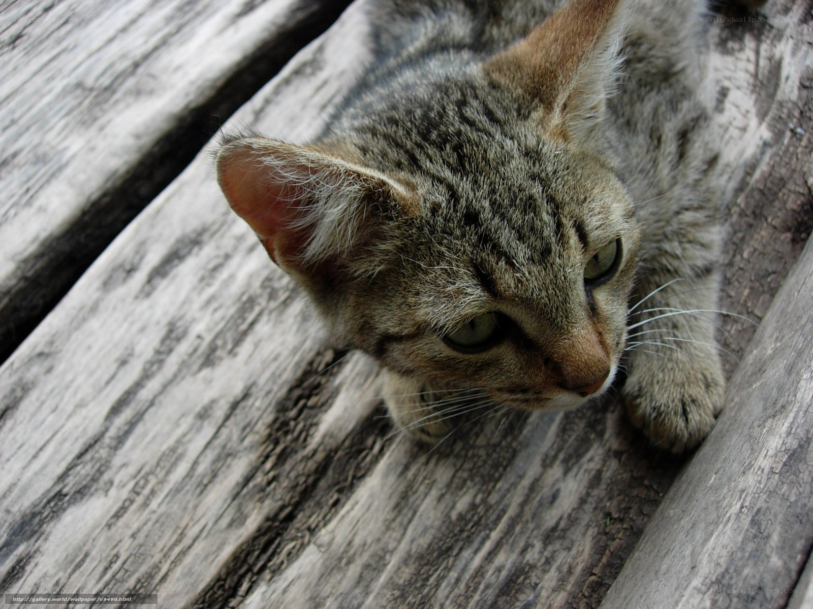 tabby cat on wooden planks