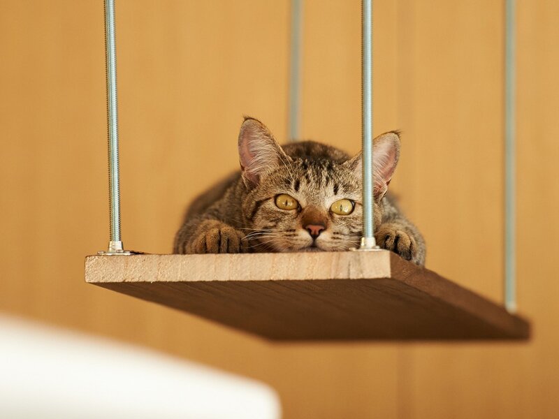 Tabby Cat on Wooden Platform