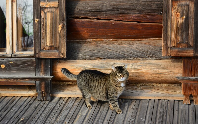 Tabby cat on wooden porch