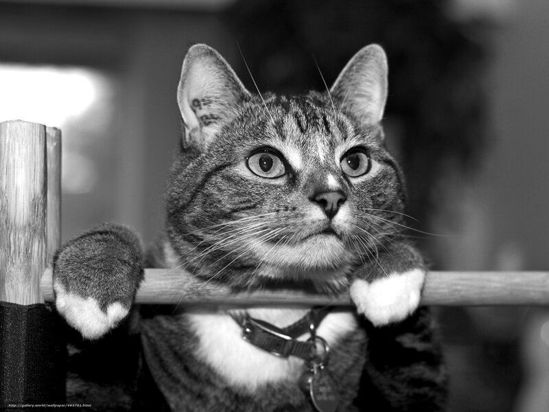 Tabby Cat on Wooden Rail — Black