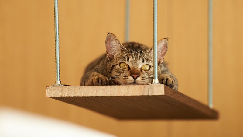 Tabby Cat on Wooden Shelf — Brown
