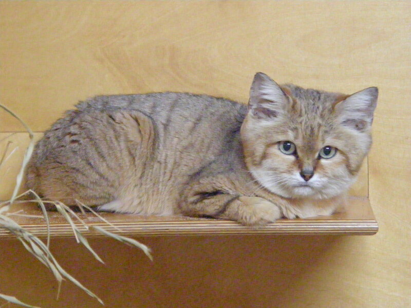tabby cat on wooden shelf