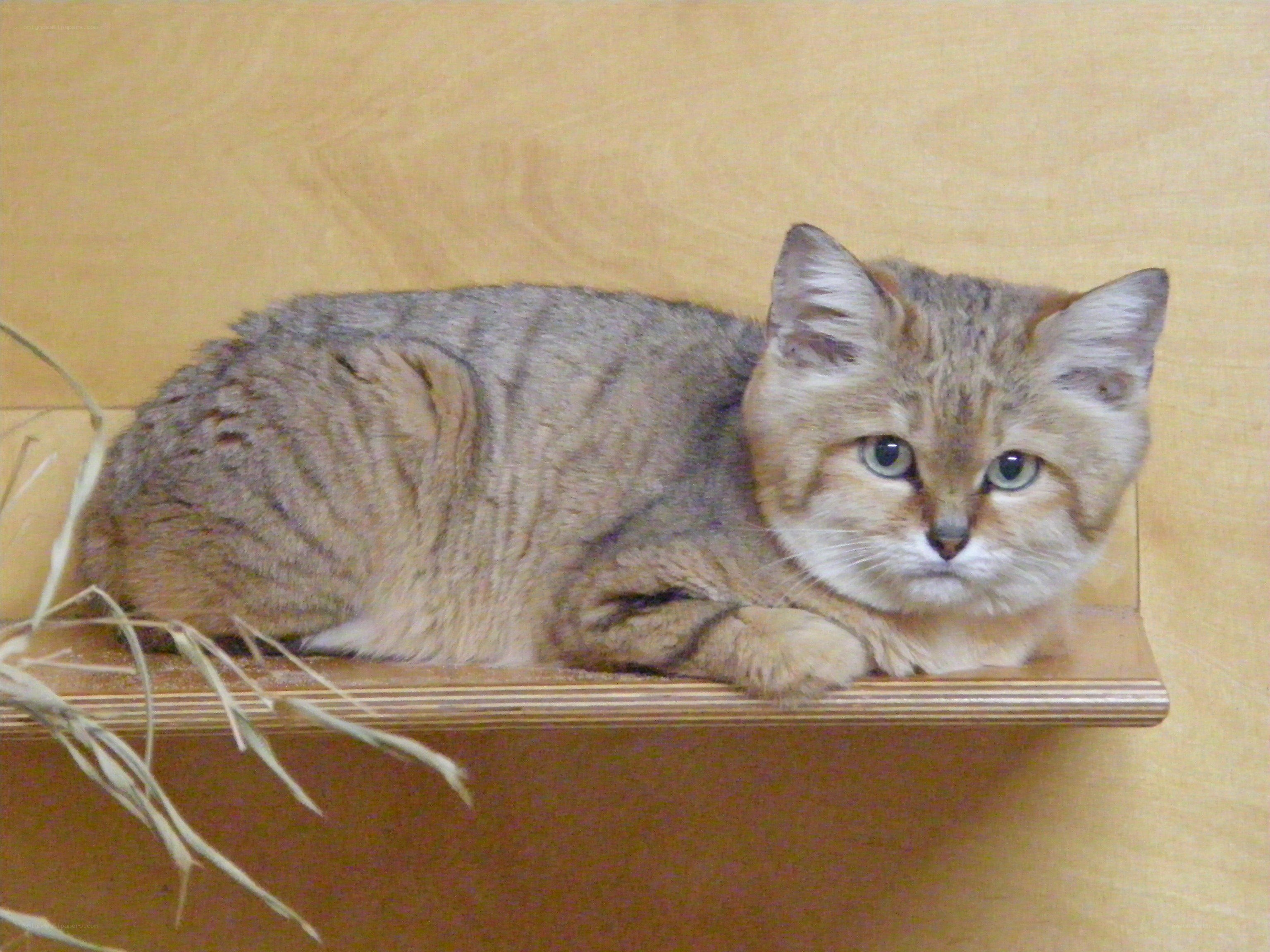tabby cat on wooden shelf