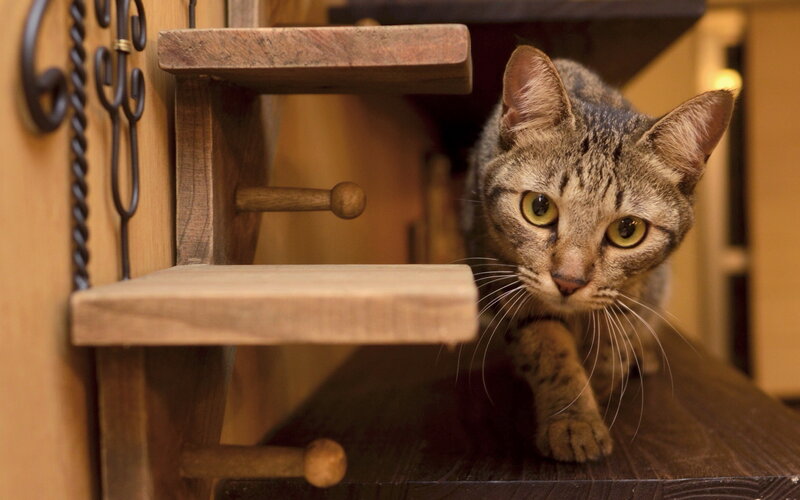 Tabby Cat on Wooden Steps