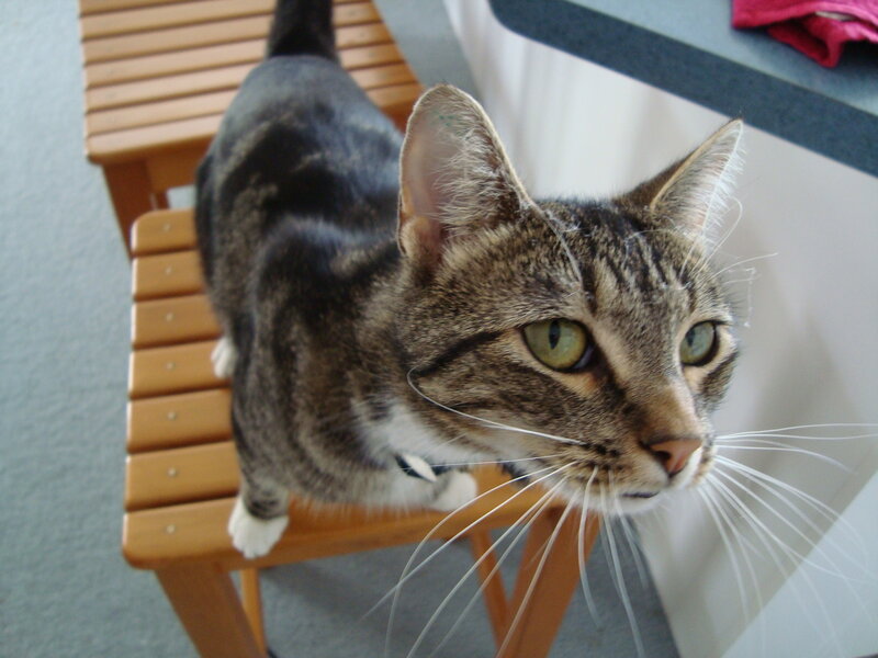 tabby cat on wooden stool