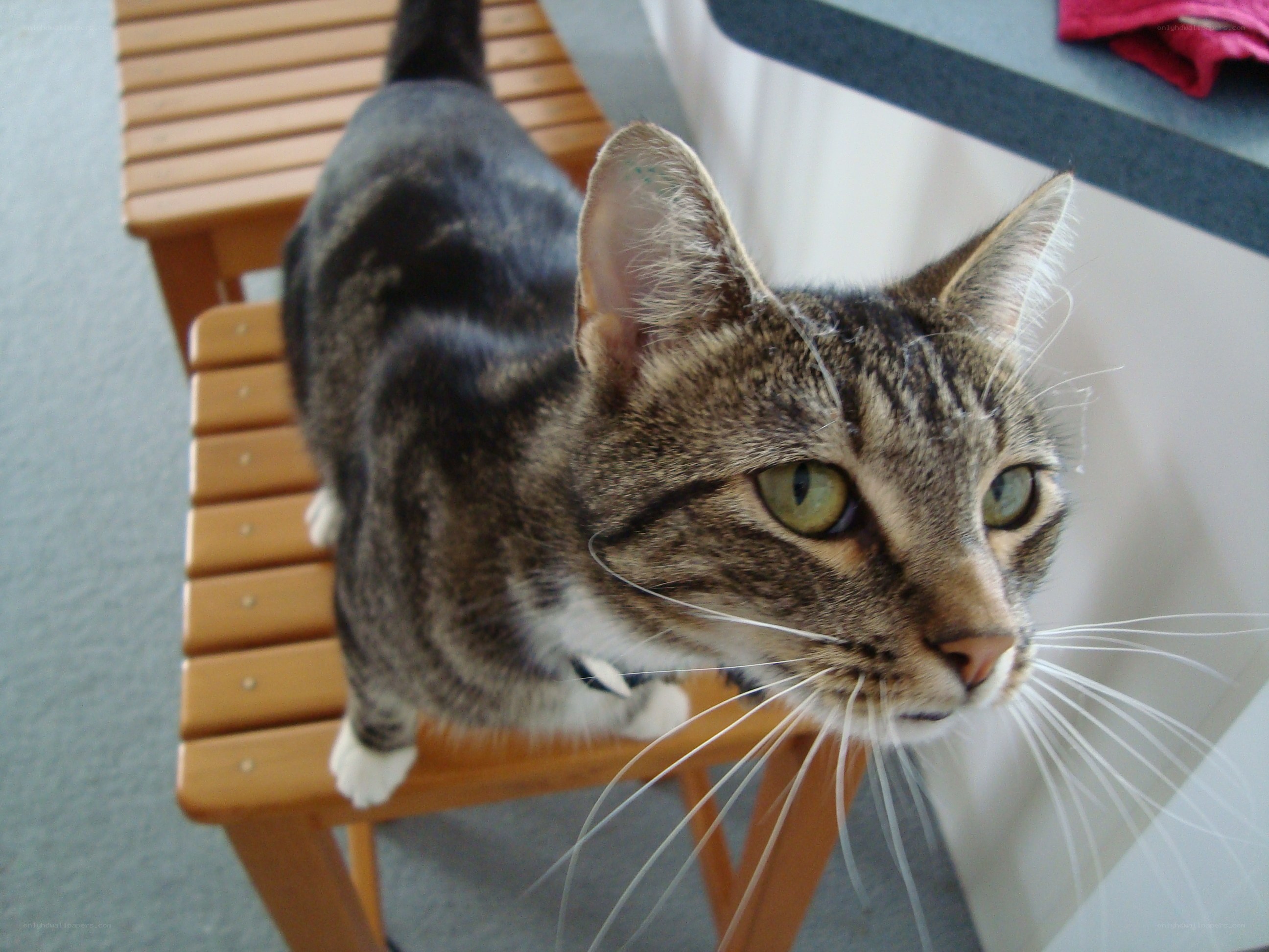 tabby cat on wooden stool