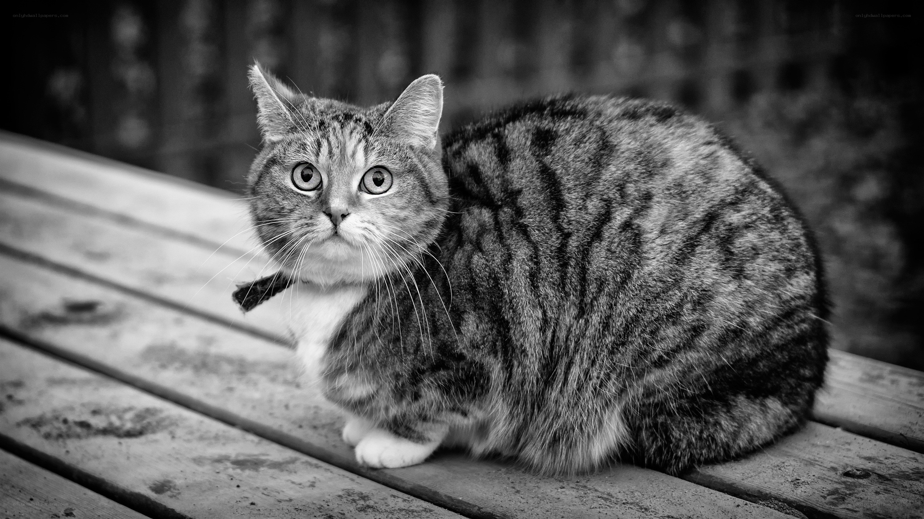 tabby cat on wooden surface